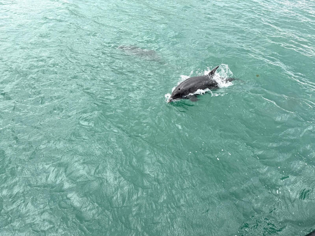 Dolphin Spotting Boat Trips (by New Quay Boat Trips)景点图片