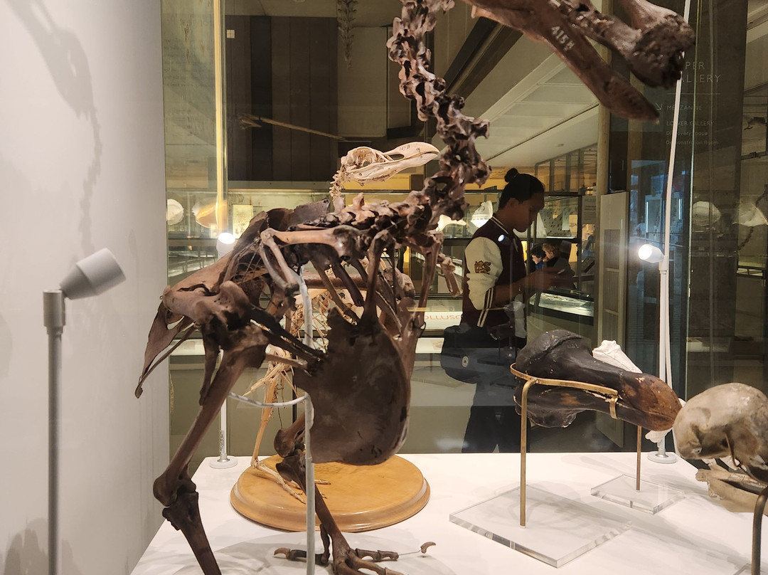 University Museum of Zoology-剑桥必去景点