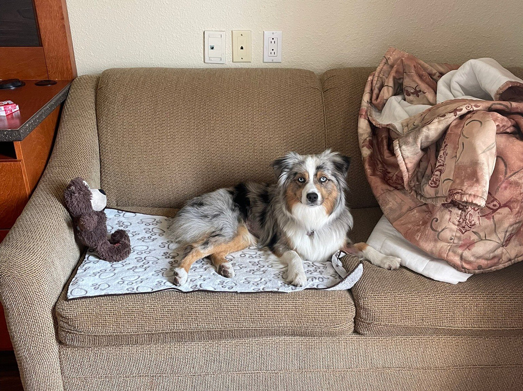 Hôtel L'oie Des Neiges主图