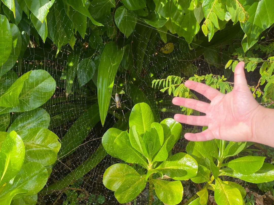 Coral Beach and the Beak, Conway National Park-舒特港必去景点