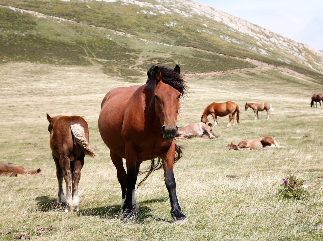 Selva de Irati-纳瓦拉必去景点