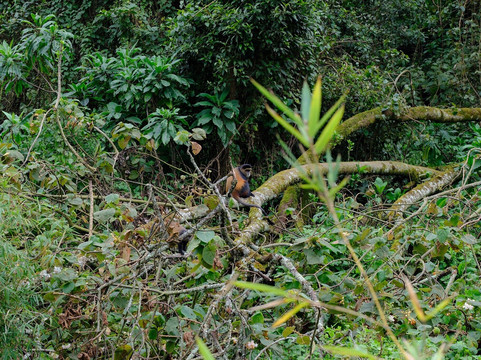 Nature Trails East Africa-恩德培必去景点