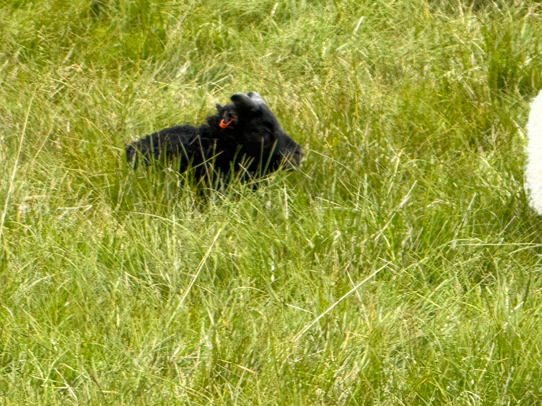 Petting Zoo Daladýrd-阿克雷里必去景点