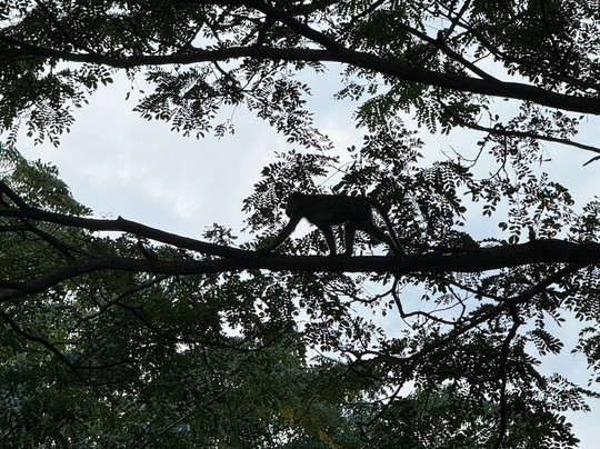 Magia 2-科莫多必去景点