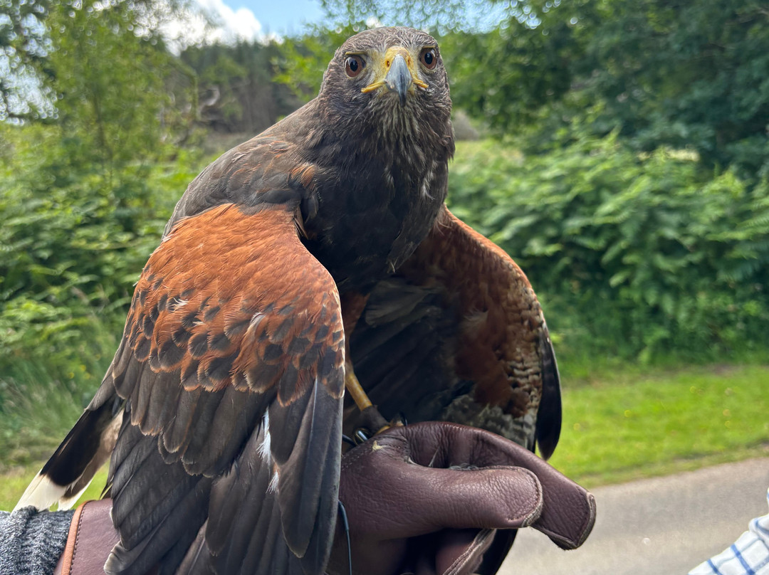 Carmarthenshire Falconry-喀麦登必去景点