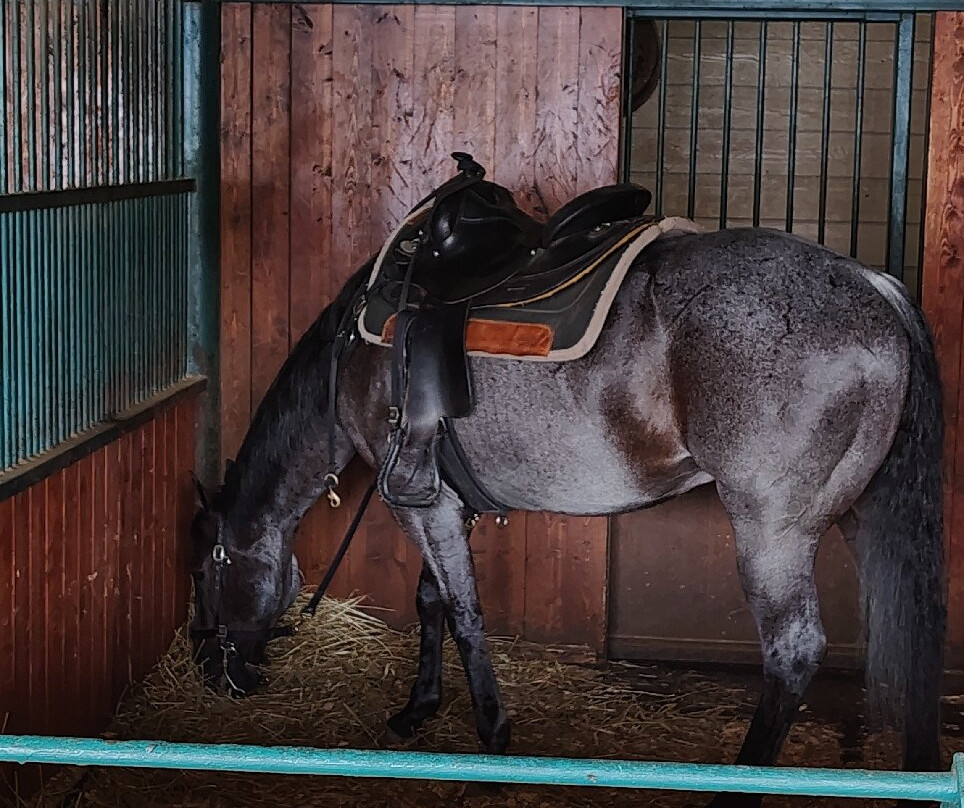 马术歌舞表演餐宴-皮金福奇必去景点