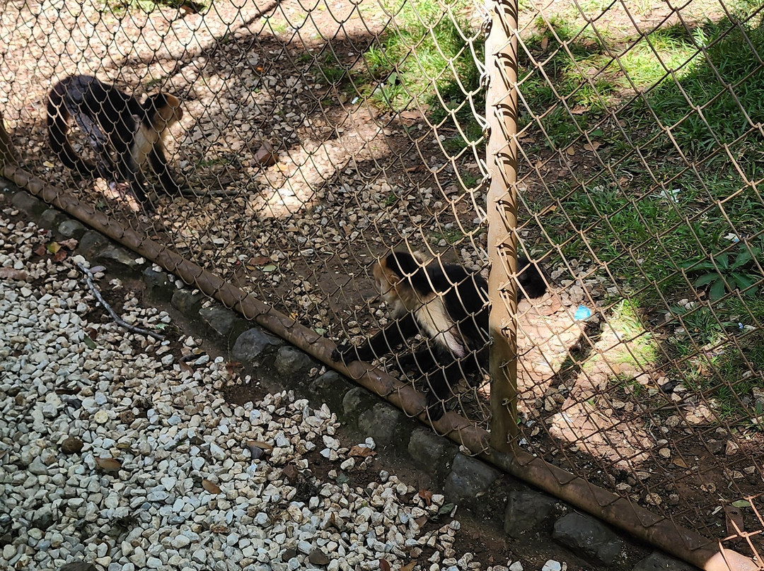 Congo Canopy Tours-Artola必去景点