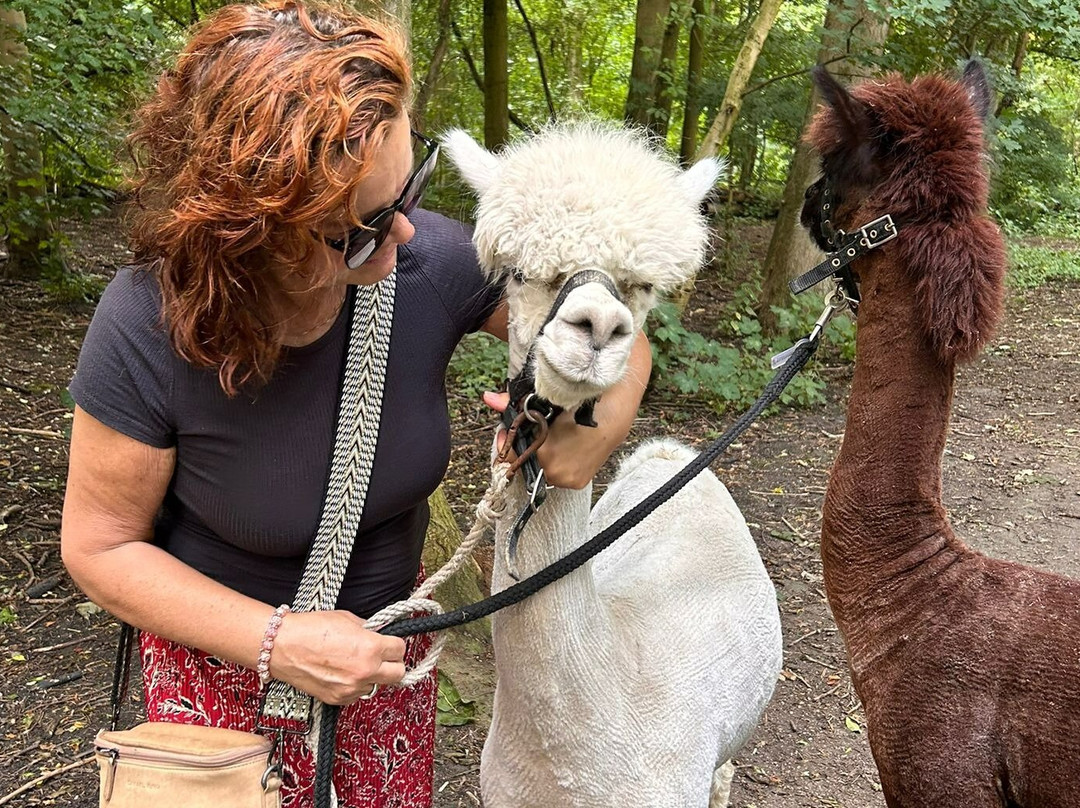 Wandelen met alpaca's