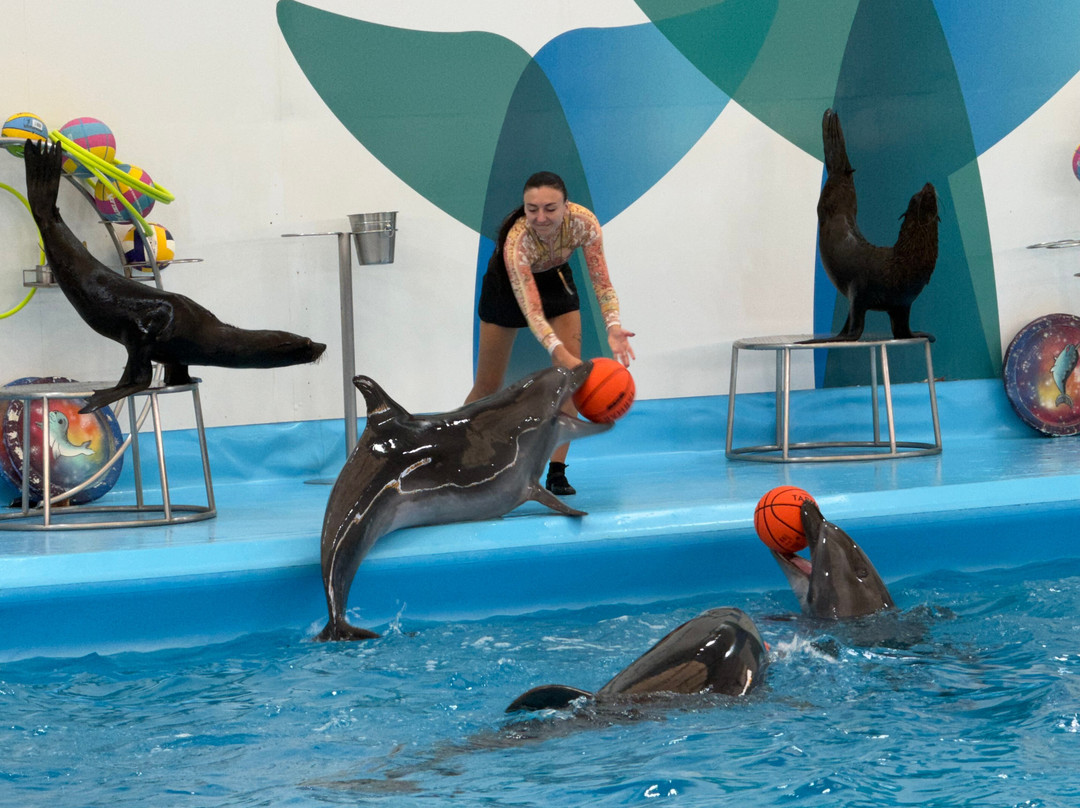 Pattaya Dolphinarium-芭堤雅必去景点