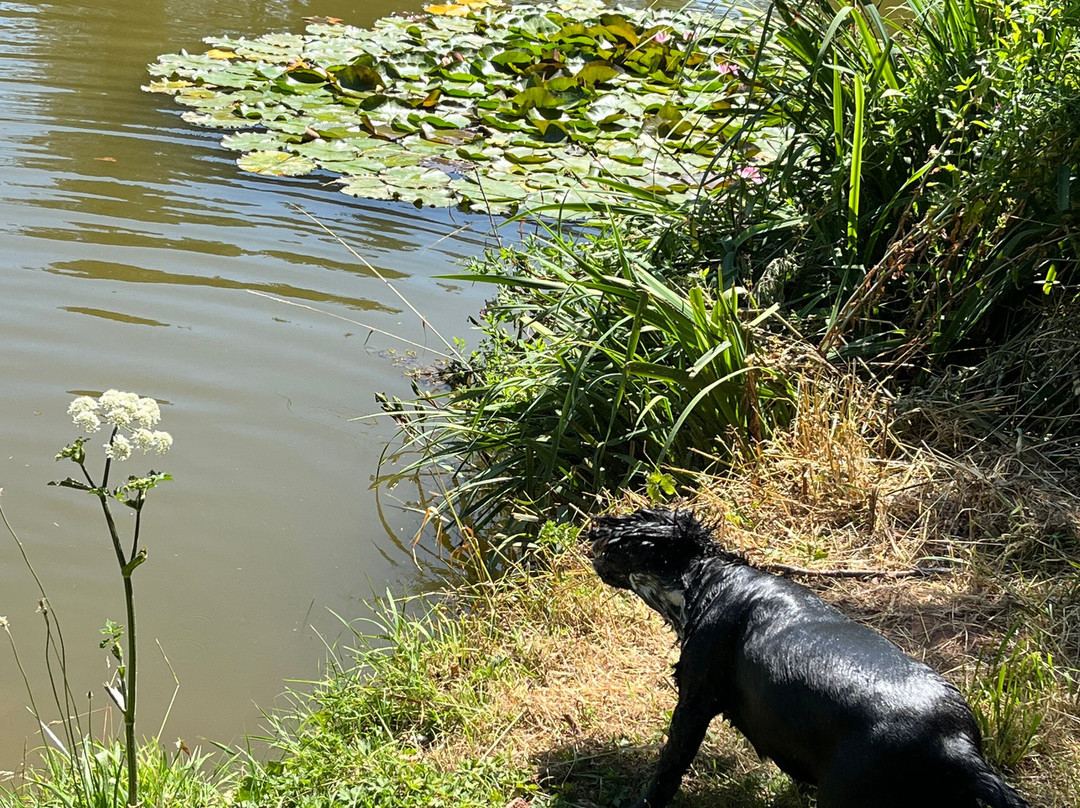 West Pitt Farm Fishery-蒂弗顿必去景点