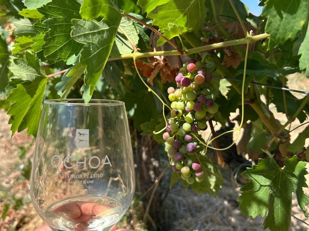 Bodegas Ochoa-Olite必去景点