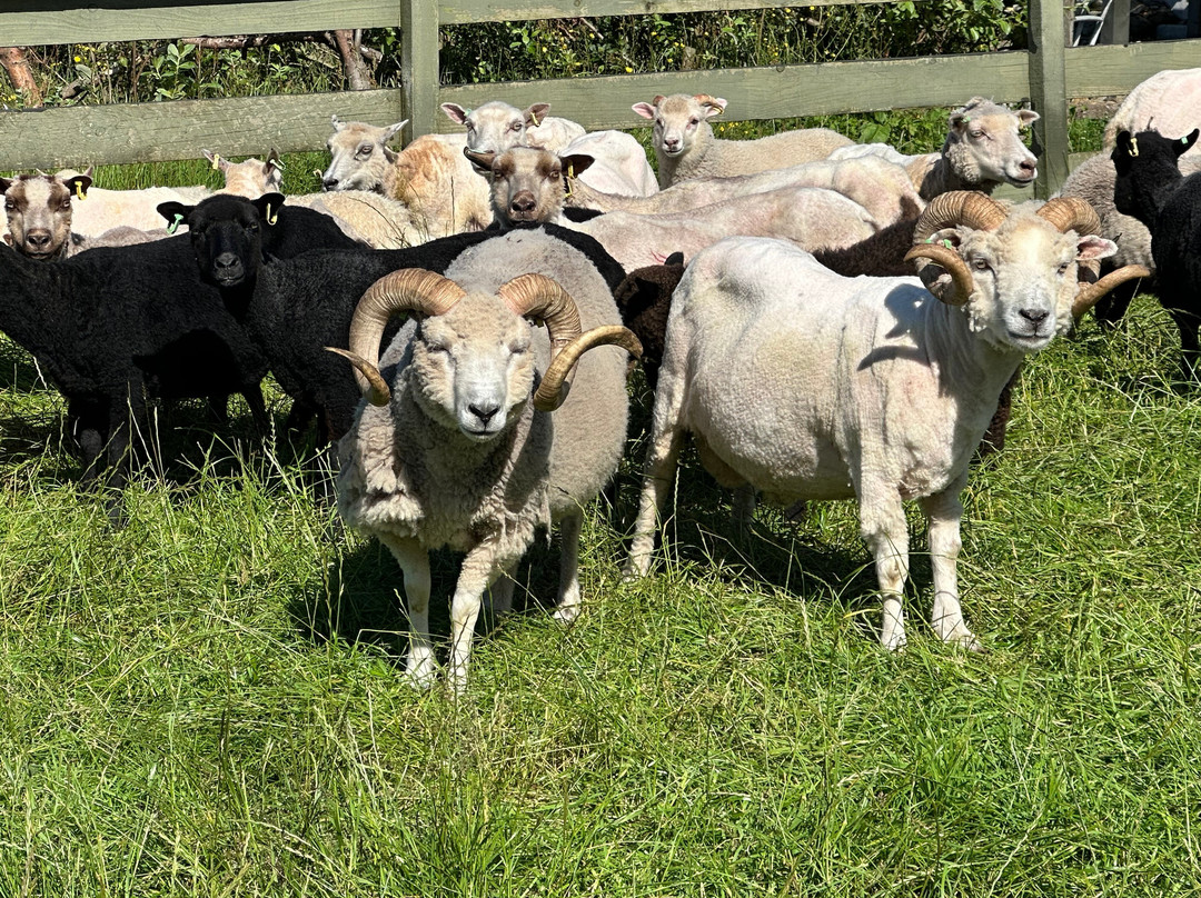 Shetland Wool Adventures-Lerwick必去景点