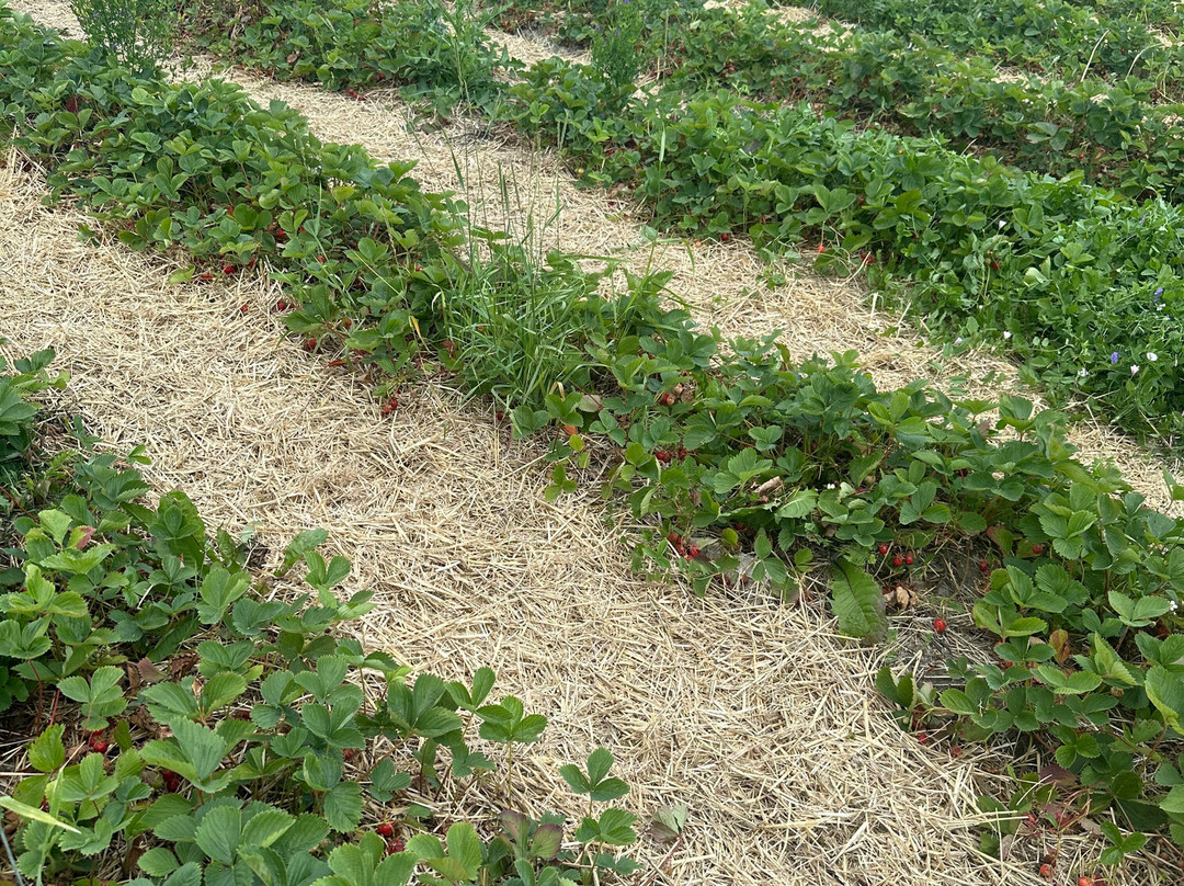 Proulx Sugar Bush & Berry Farm-Cumberland必去景点