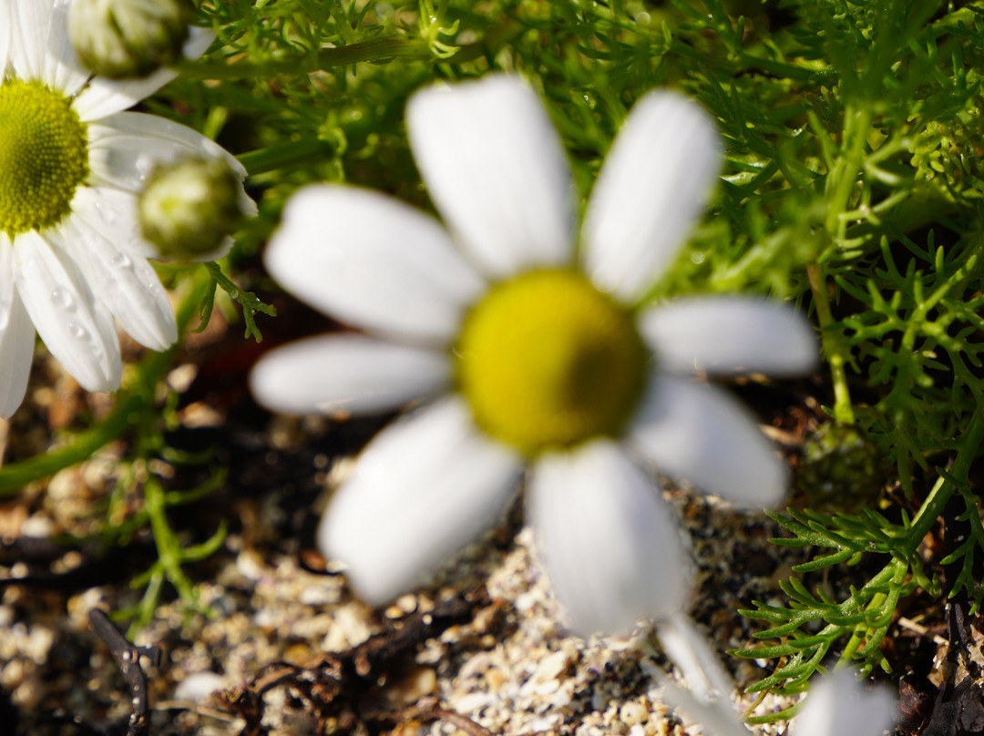 Garður Old Lighthouse-Gardur必去景点