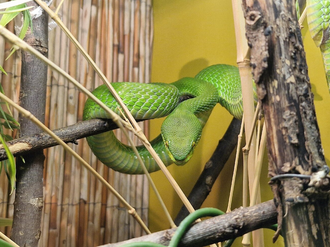 Reptilienzoo Nockalm-Patergassen必去景点