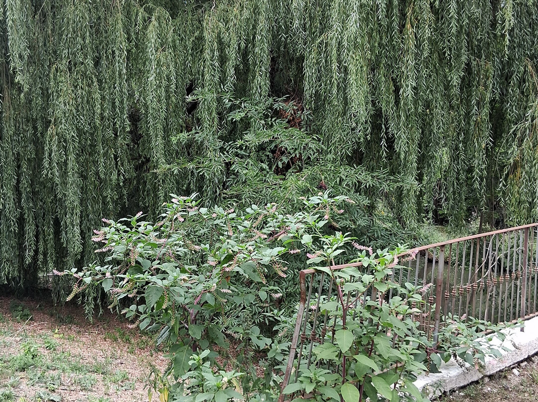 木林拉比克酒店主图