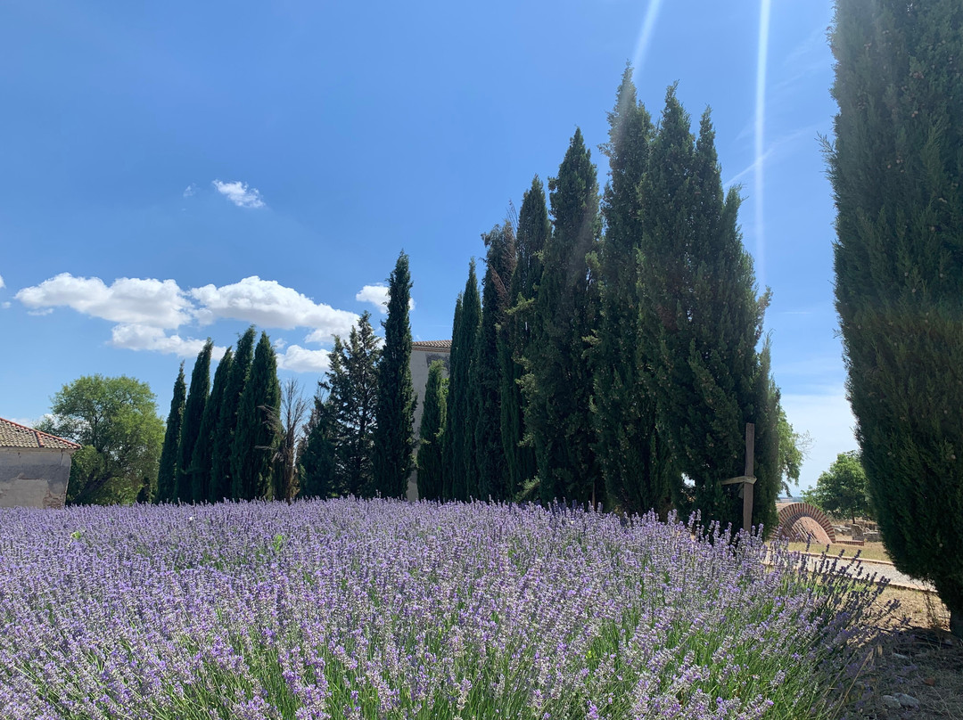 Bodegas y Vinedos La Mejorada-Olmedo必去景点