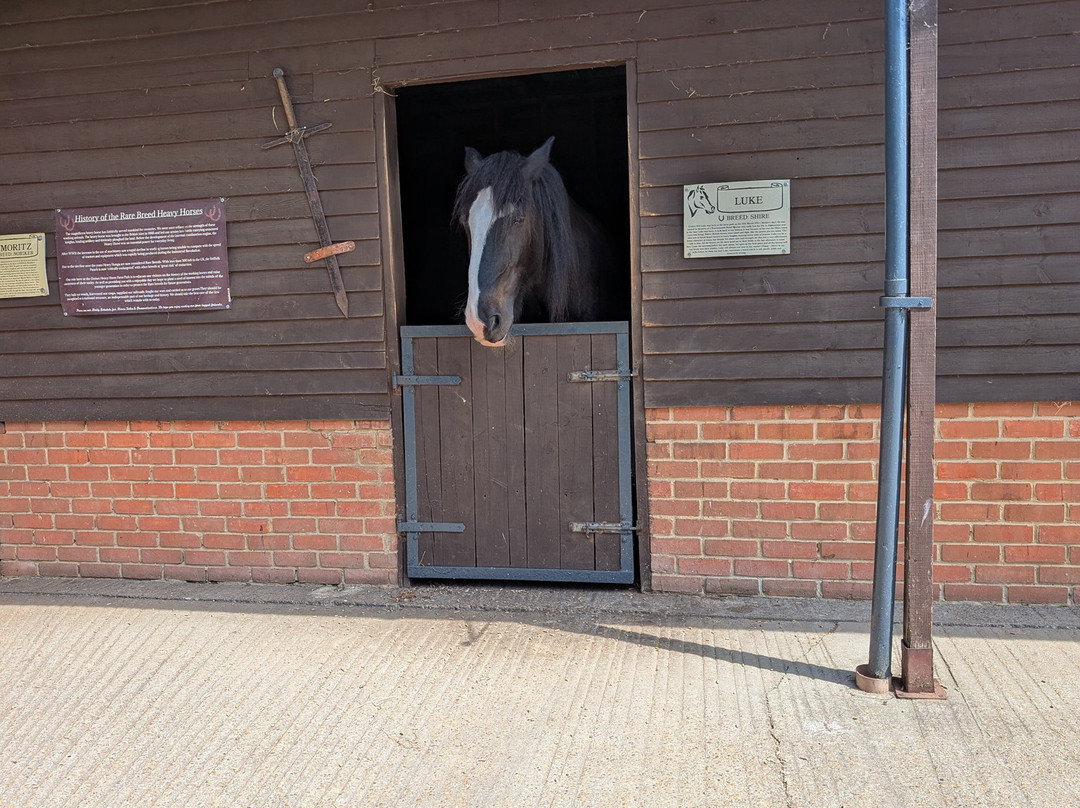 Dorset Heavy Horse Farm Park-Verwood必去景点