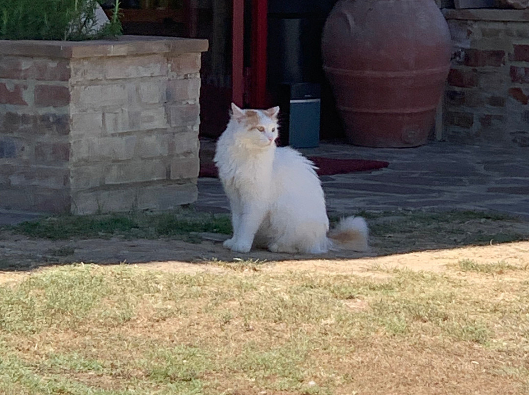 Podere Bellavista主图