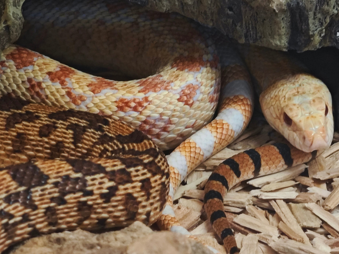 Ferme des Reptiles-La-Bastide-de-Serou必去景点