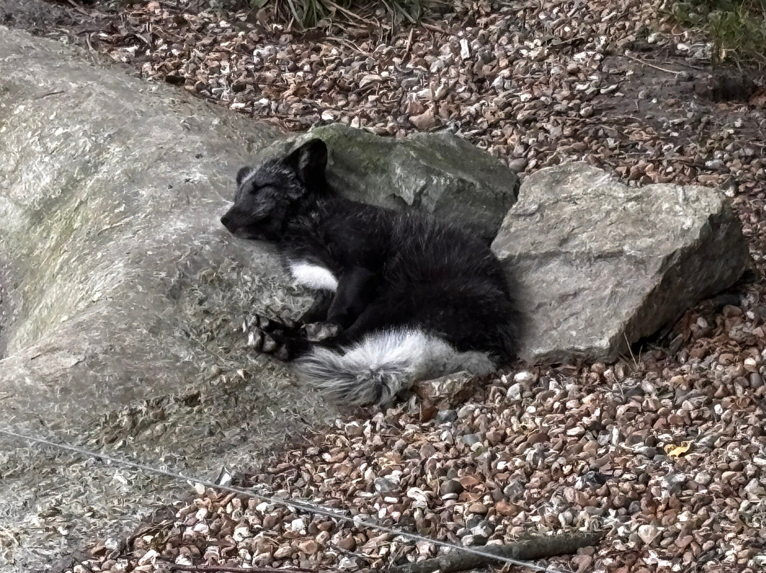 Wildwood Trust-Herne Bay必去景点