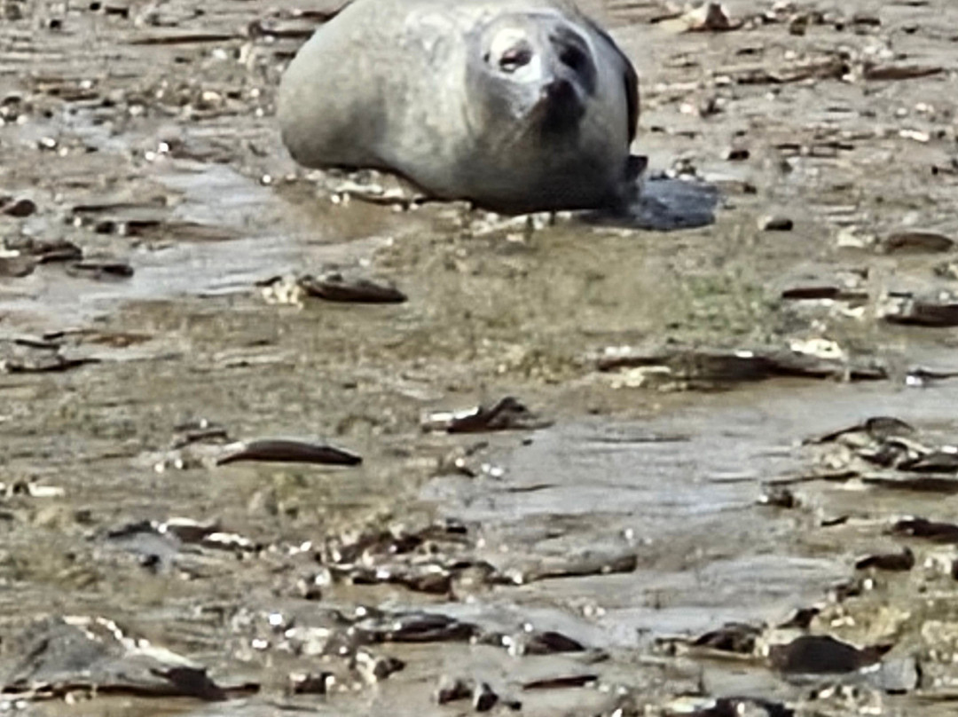 Discovery Seal Trips-Rochford必去景点