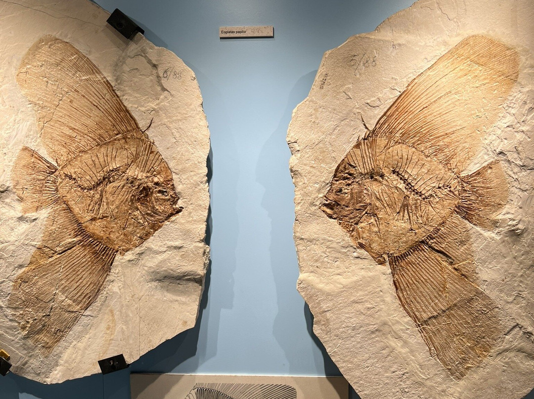 Museo dei Fossili di Bolca - Verona-Bolca必去景点