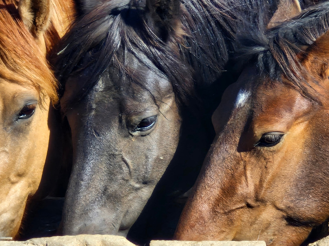 Selena Travel Mongolia-乌兰巴托必去景点