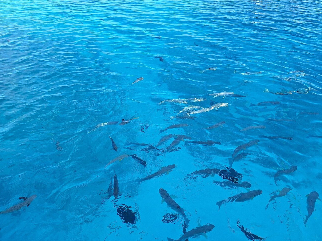 Rairoa Fishing And Tours-伦吉拉必去景点