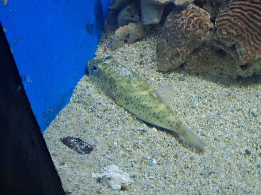 Acuario Mundo Marino-圣玛尔塔必去景点