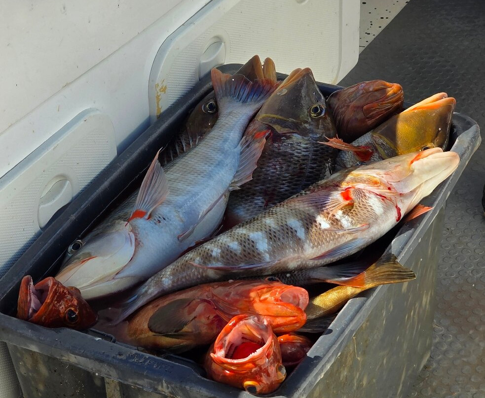 Advance Fishing-金斯敦必去景点