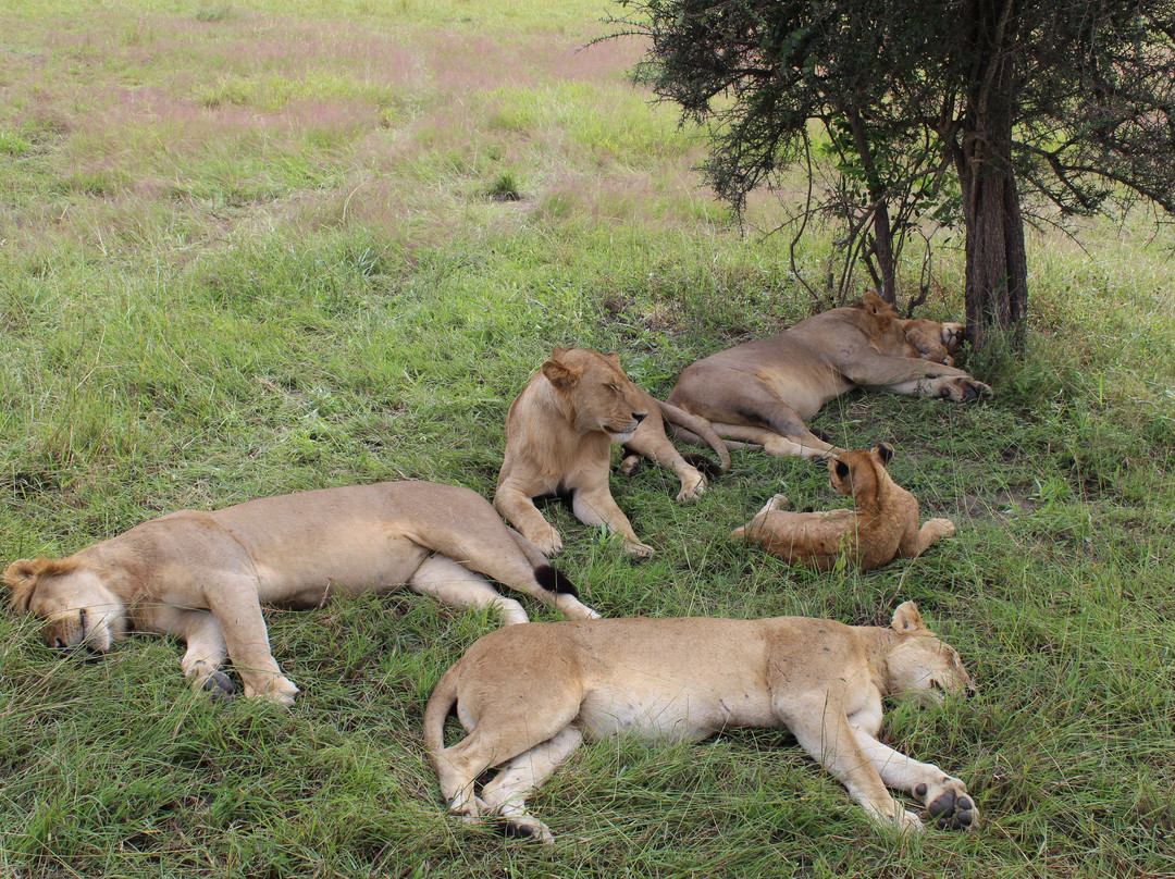 Kelvin Safaris-Mikumi必去景点