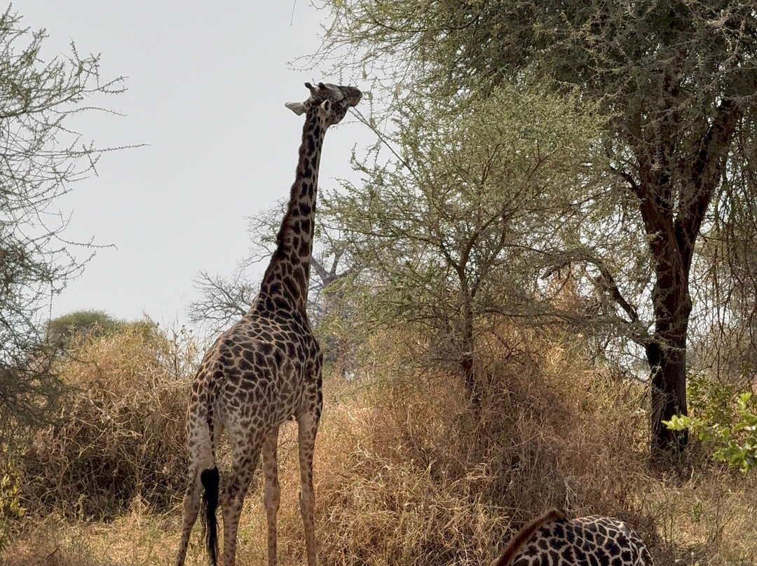 Taswira Africa Safaris-阿鲁沙必去景点