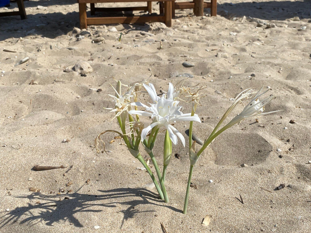Tsilivi Beach-提斯里菲必去景点