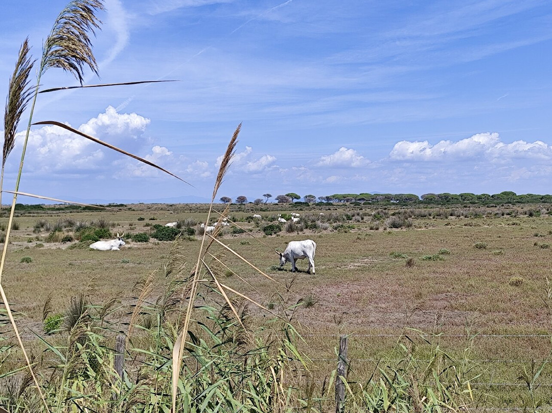 La Biciclettaia Rental Bike-Alberese必去景点