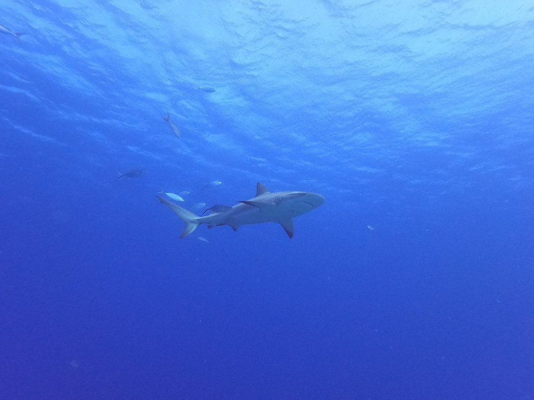 Aqua TCI-普罗维登西亚莱斯必去景点