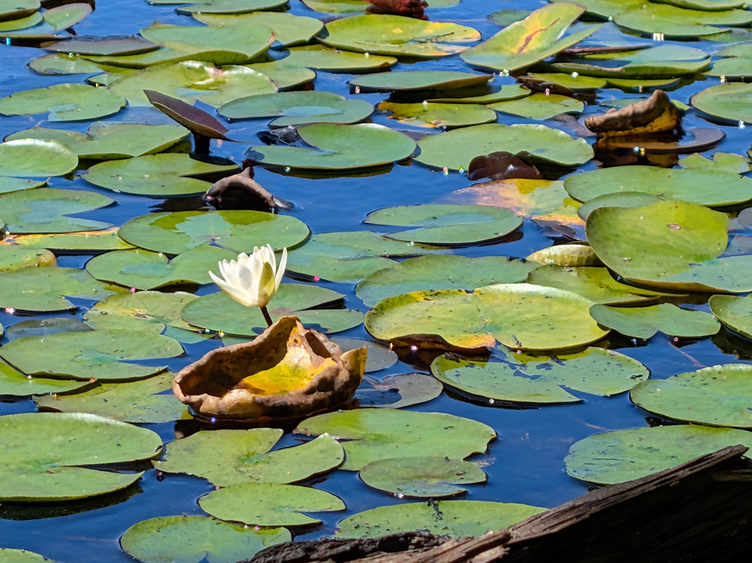 Cape Cod Provincelands Trail-普罗温斯敦必去景点