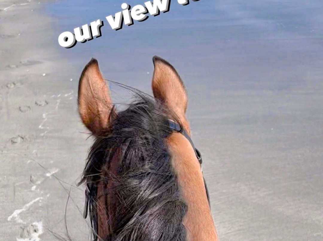 Newport Equestrian-米德尔敦必去景点