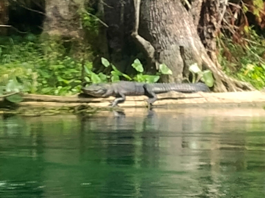Silver Springs River-奥卡拉必去景点