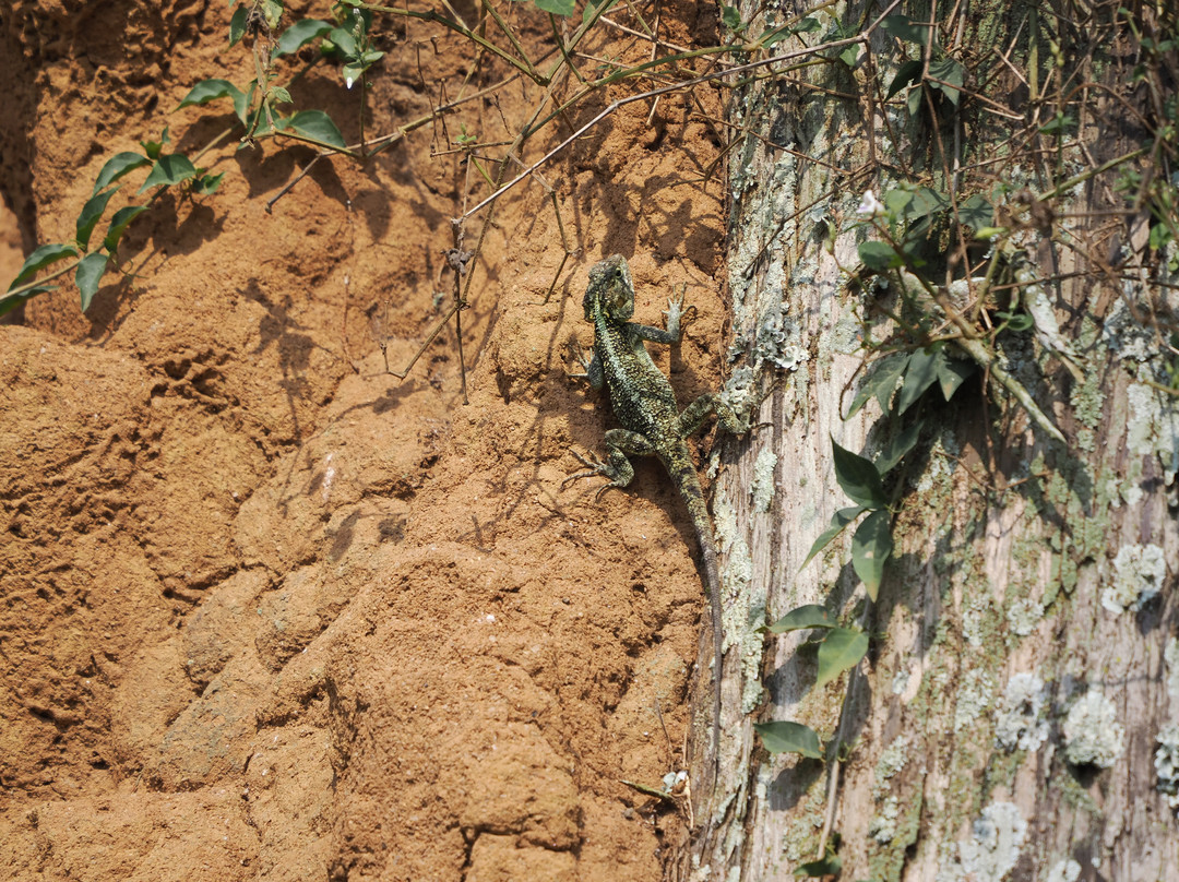 Entebbe Botanical Gardens-恩德培必去景点