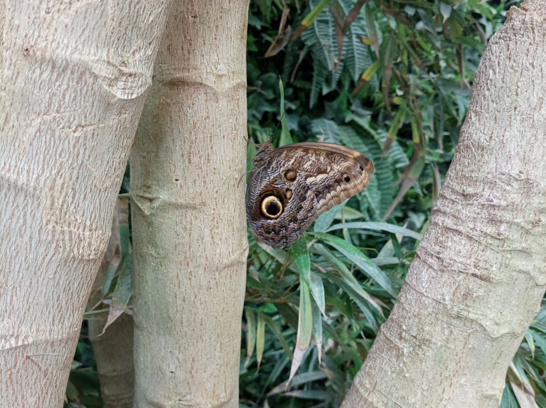 Butterfly Park Empuriabrava-Castello d'Empuries必去景点