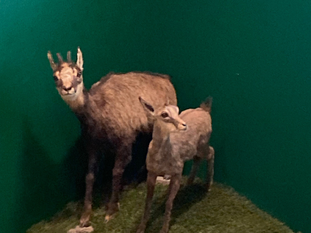 Museo regionale di Scienze naturali Efisio Noussan-萨伊恩特-皮耶雷必去景点