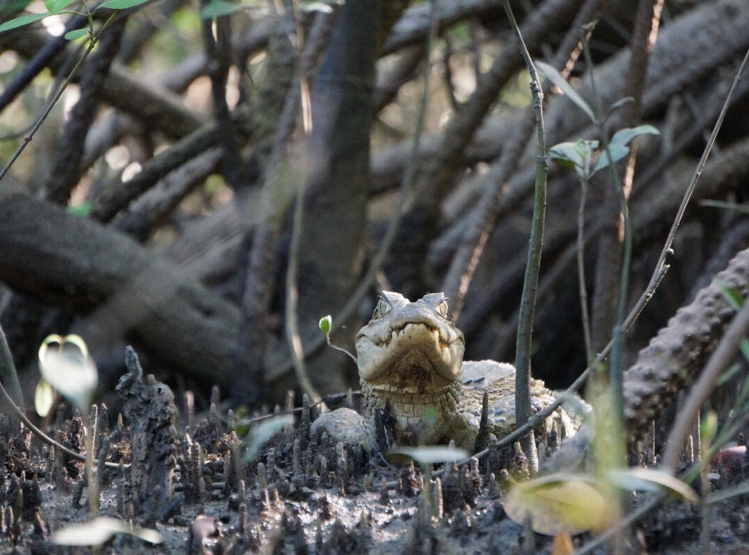 Delta Rio Parnaiba Turismo-Parnaiba必去景点