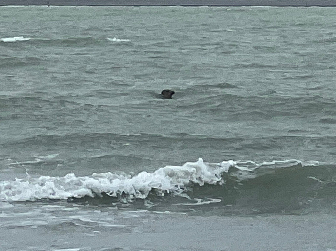 Carriage Outings-Le Crotoy必去景点