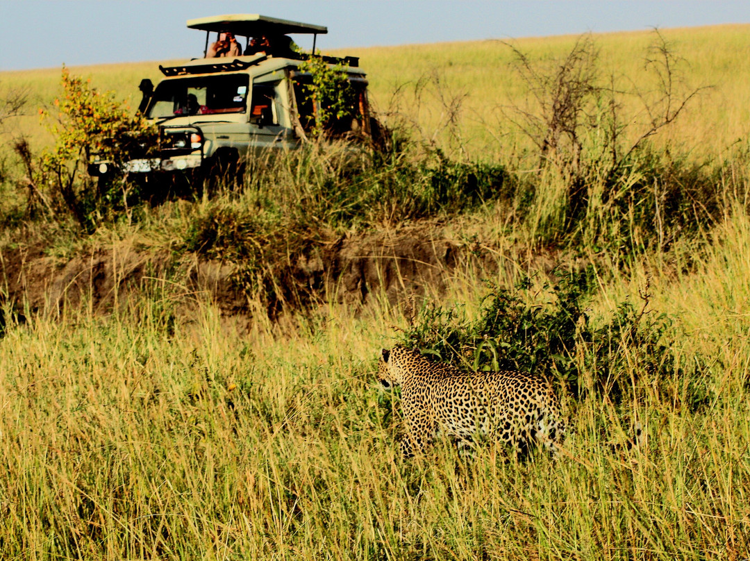 AFRICAN DIURNAL SAFARIS & TOURS-姆万扎必去景点