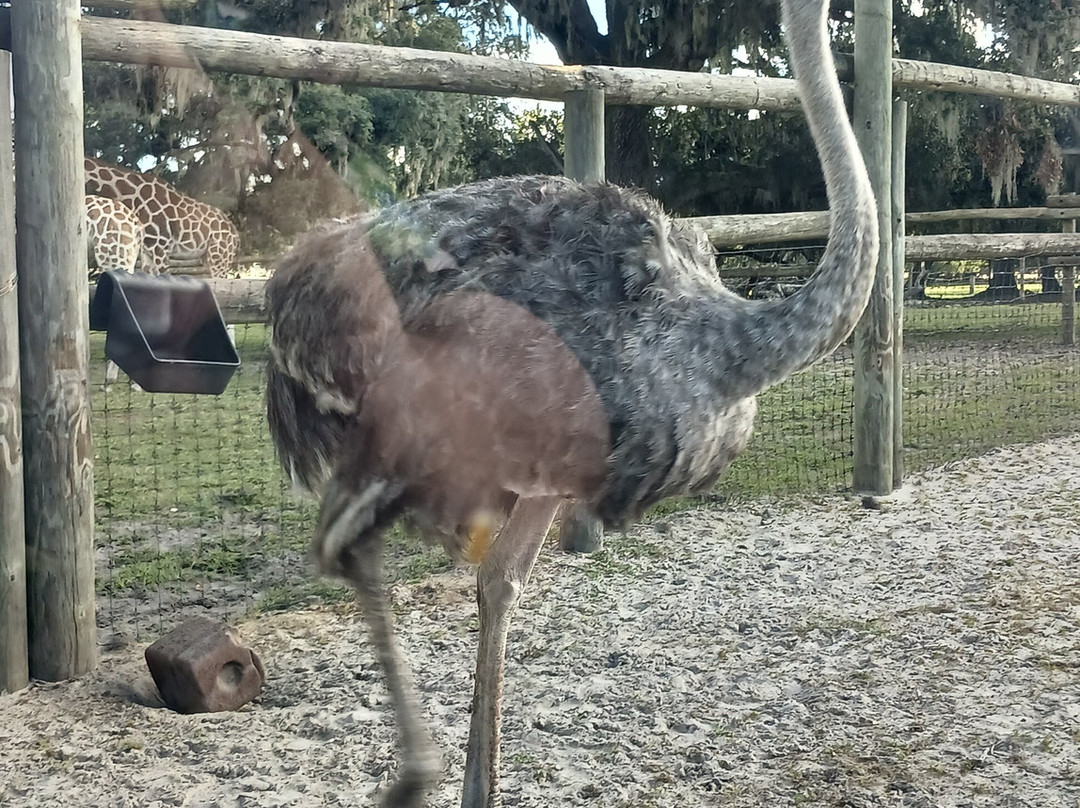 Giraffe Ranch-Dade City必去景点