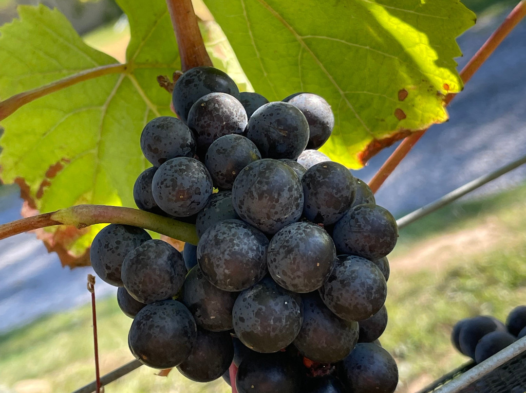 Heart & Hands Wine Company-Union Springs必去景点