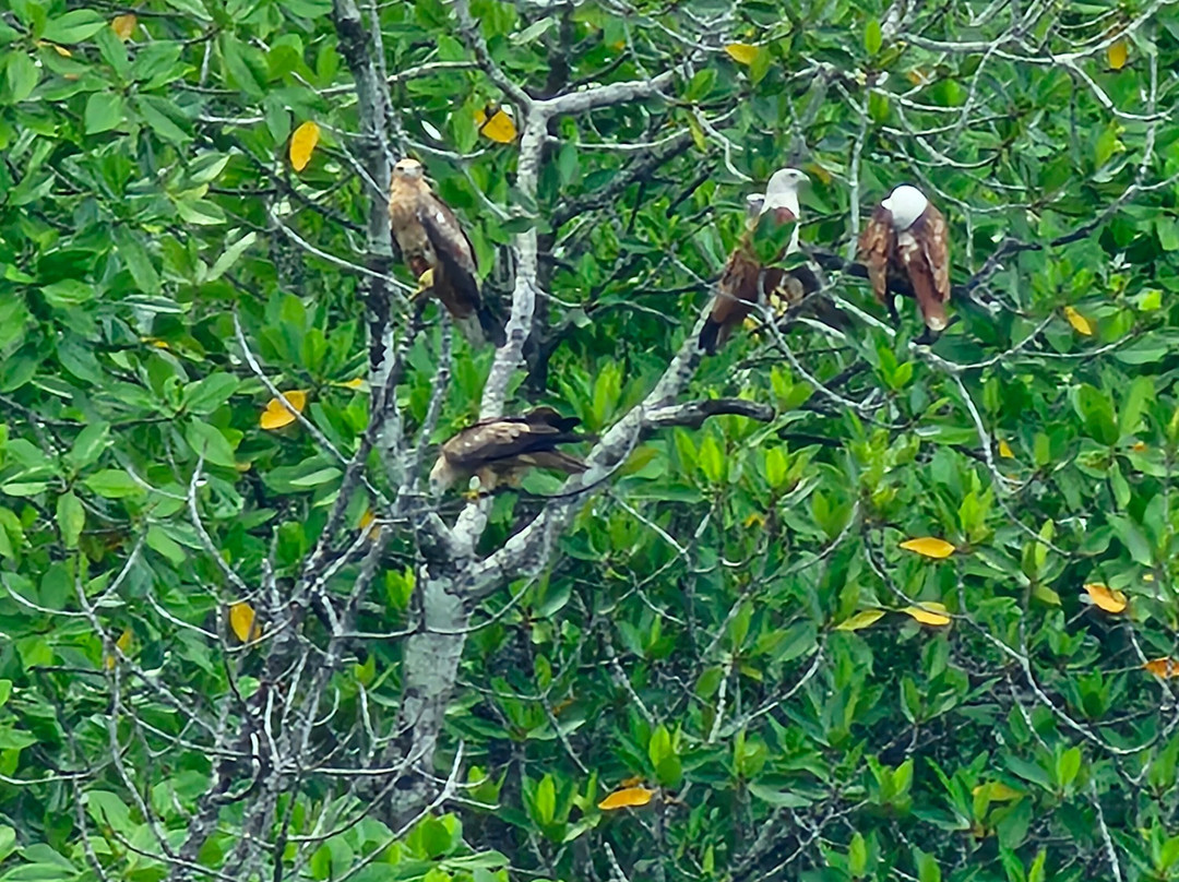 Langkawi Mangrove Night Safari-兰卡威必去景点