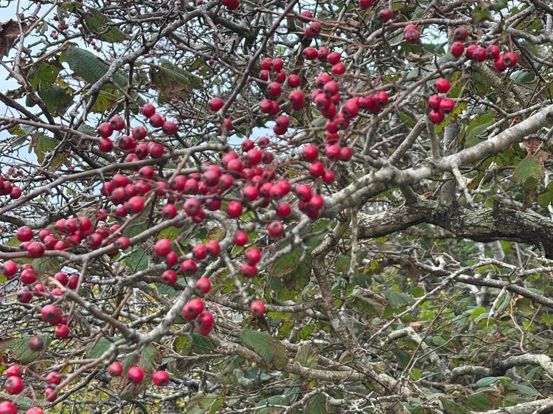 Hidden Burren Walks-金瓦拉必去景点