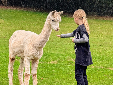 Chapel Ground Alpacas-Cleeve必去景点